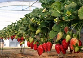 Culmina en Huelva una campaña de frutos rojos marcada por las restricciones de riego iniciales y el leve aumento de los precios