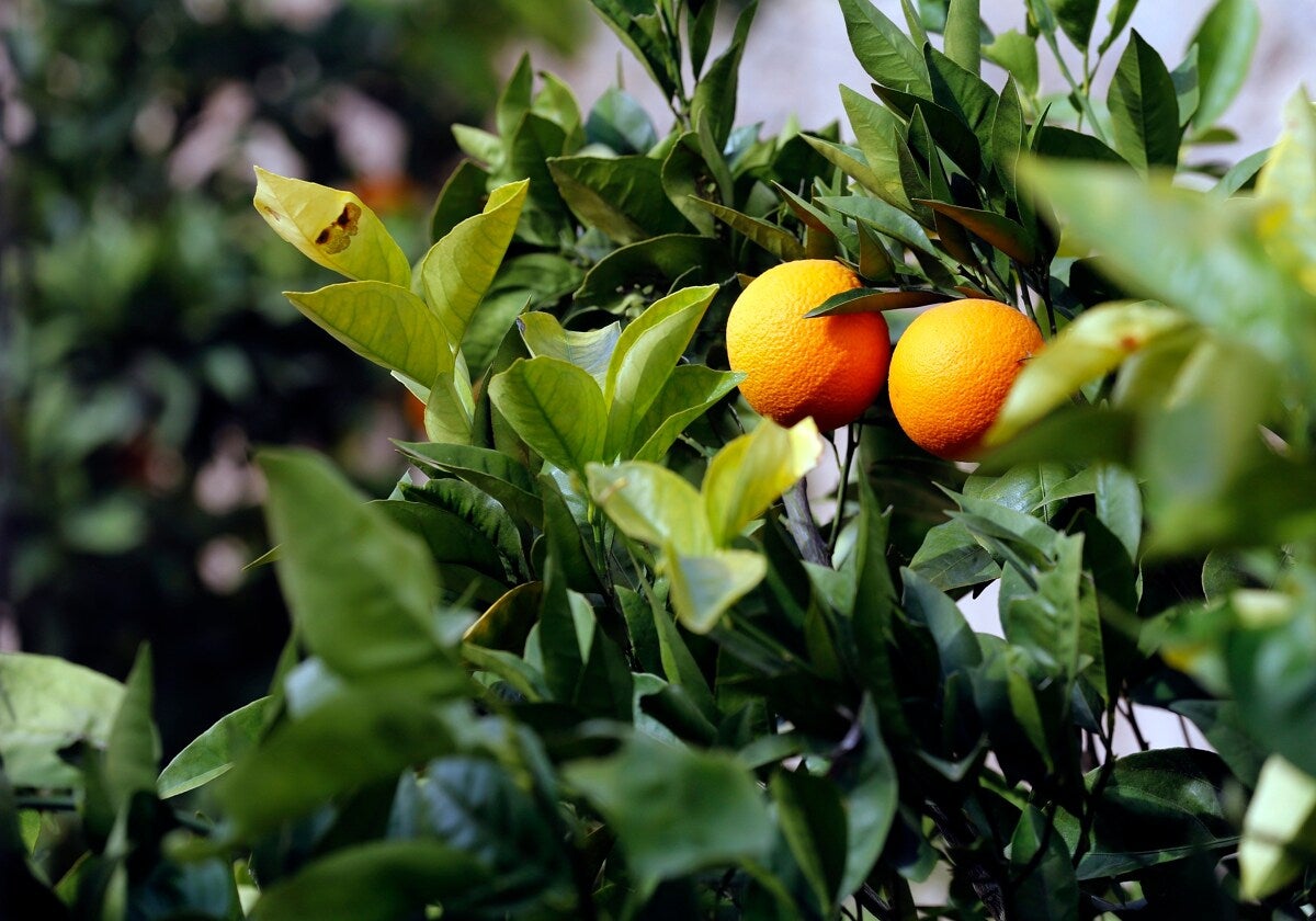 Naranjas listas para la recolección