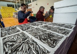 Punta Umbría rechaza el recorte de la cuota del boquerón: «Sería un desastre»