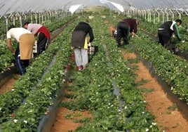 Trabajadoras agrícolas en un campo de fresas