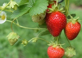 La campaña de la fresa finaliza con un descenso del 5% en la producción y un repunte de las exportaciones