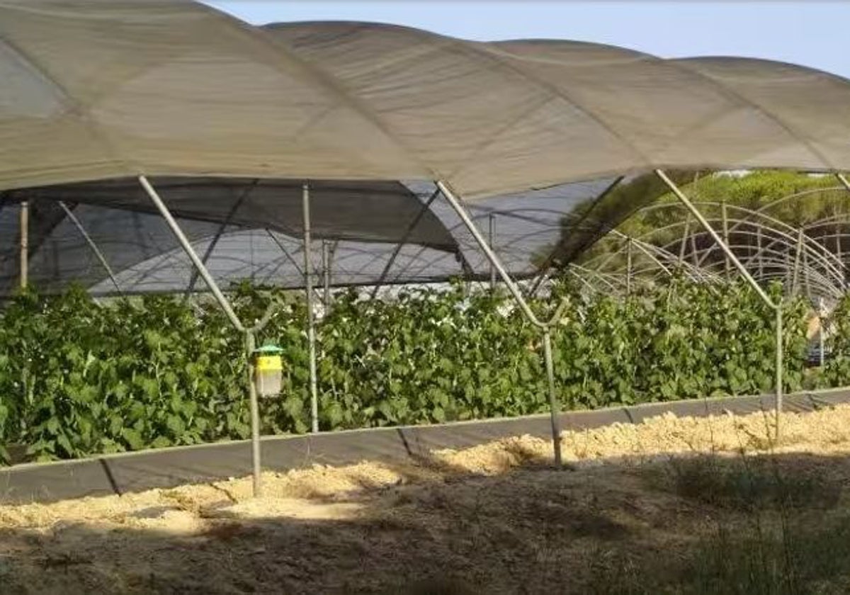 Finca agricola del Condado de Huelva