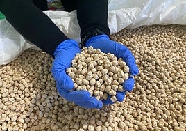 Siguen las malas noticias en el campo onubense: la producción del reconocido garbanzo de Escacena cae un 63%