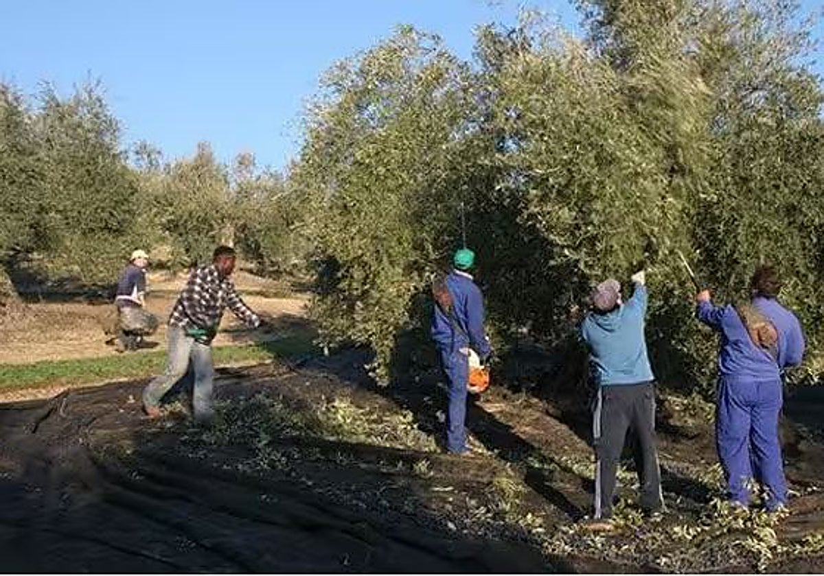 Recogida de la aceituna en una finca de olivos