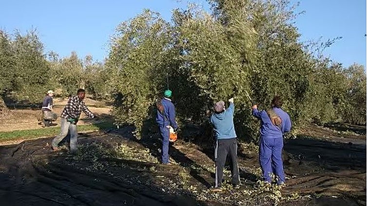 En este pueblo de Huelva buscan trabajadores para la recogida de la aceituna: 10 días de trabajo por 2.000 euros