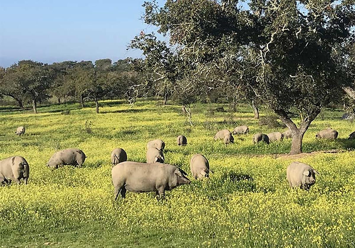 Cerdos ibéricos en montanera en una dehesa de Huelva
