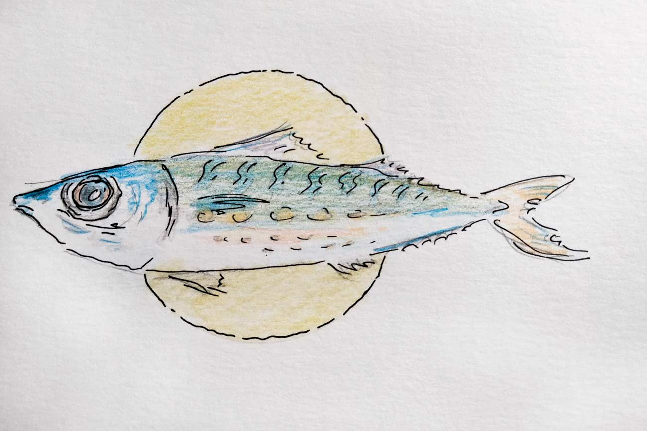 Dibujo de un tonino