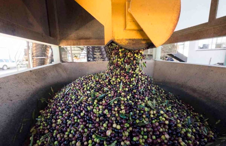 Aceitunas destinadas a la elaboración de aceite de oliva virgen extra en una cooperativa de Huelva