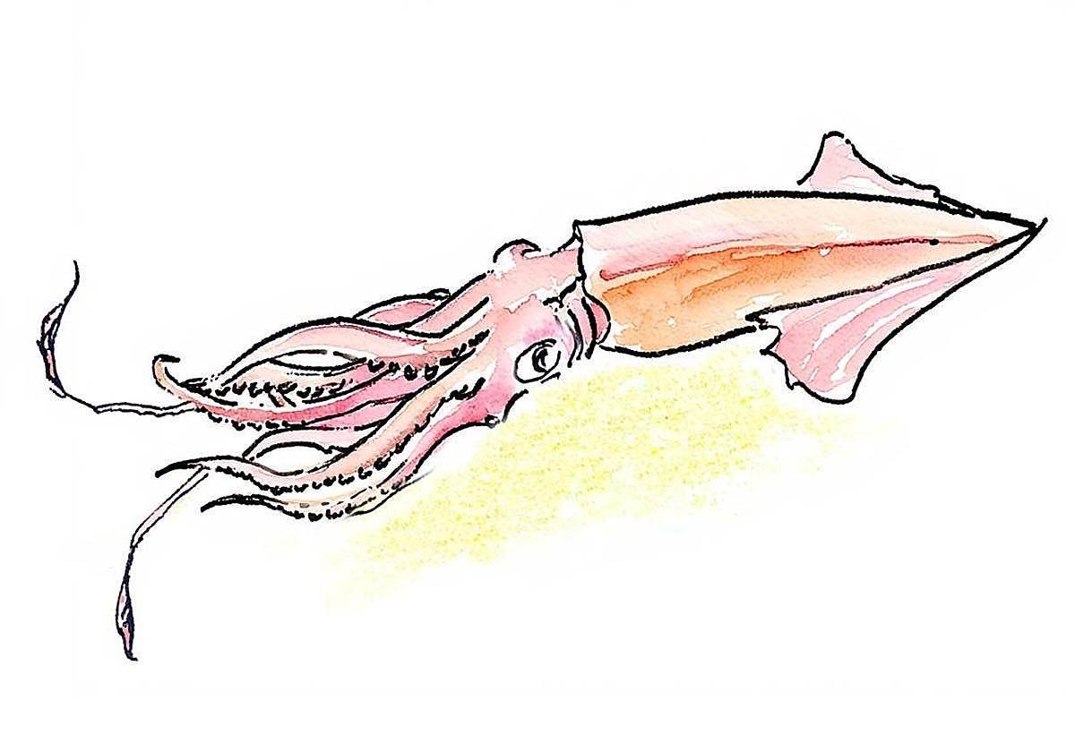 Dibujo de un calamar