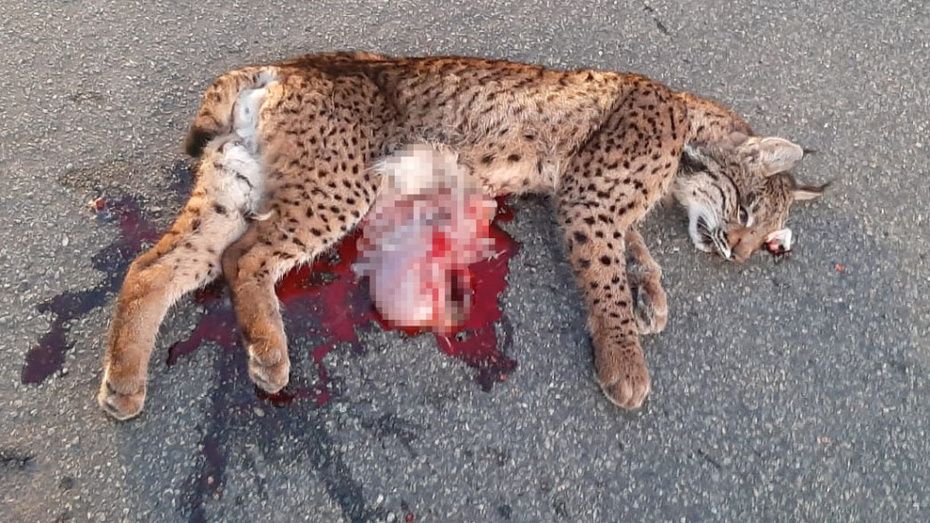 Ecologistas en acción solicitará a la Fiscalía que investigue los atropellos de linces en Doñana