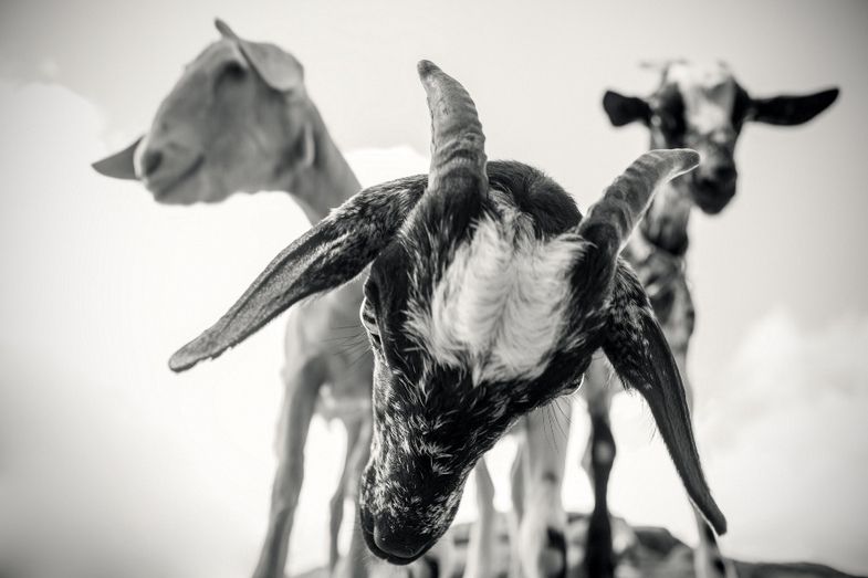 Tres onubenses premiados en el concurso fotográfico ‘Medio Rural y Pesquero en Andalucía 2020’