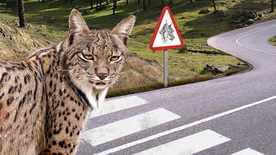 WWF recoge firmas para poner fin a los atropellos de linces
