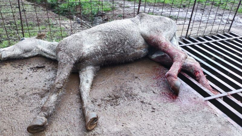 La Guardia Civil rescata a un caballo que se había quedado atrapado en un paso de ganado