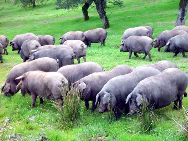 El runrún: Una digestión pesada en la FOE