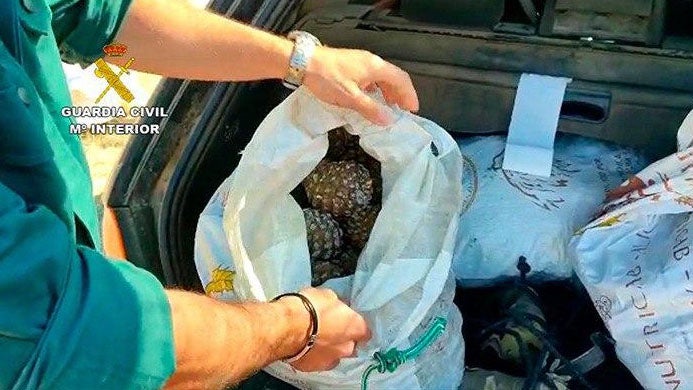 Más de 60 personas investigadas por la recolección de 17.000 kilos de piña de pino sin autorización
