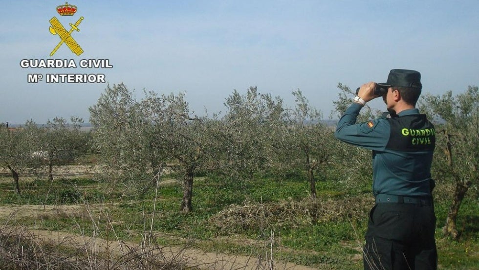 Investigan a cinco personas por hurtar 26.500 kilos de aceitunas en Hinojos, Manzanilla, Escacena y Villarrasa