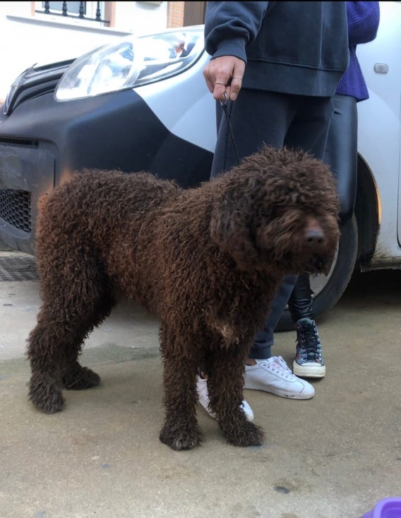 Liberan a un perro que se encontraba atrapado en el incendio de una vivienda en Lucena del Puerto