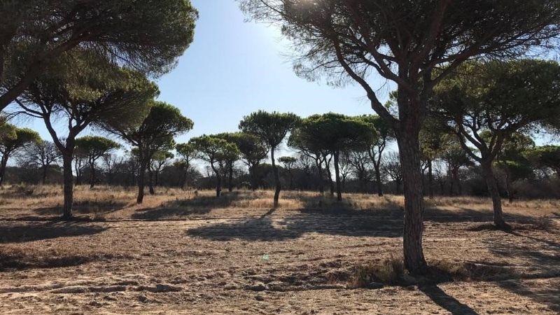 Condenan a dos años de prisión a los administradores de una finca por extracción ilegal de agua en Doñana