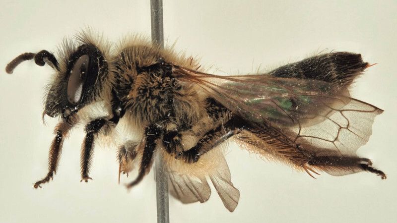 Descubren una nueva especie de abeja en Doñana del género Andrena