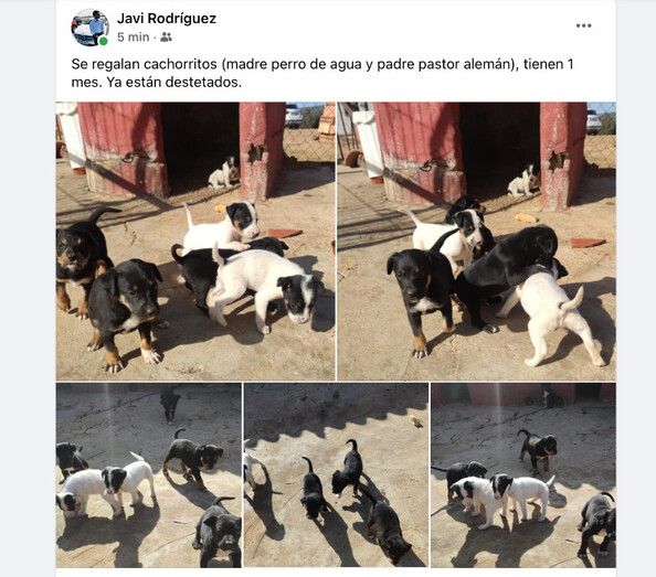 El runrún: Tala criminal en Aljaraque