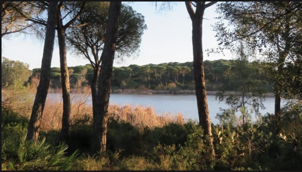 Ecologistas en Acción denuncia la 'nula renovación' de las aguas del Estero Domingo Rubio 