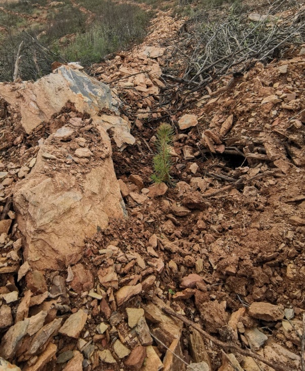 Diputación realiza una segunda reforestación de los terrenos afectados por el incendio de Almonaster