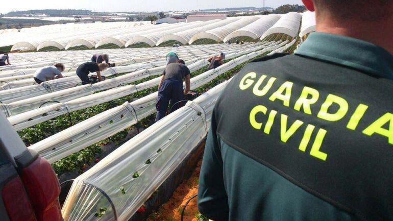 Medio centenar de efectivos de la Guardia Civil refuerzan desde este lunes el dispositivo para evitar 'malas prácticas' durante la campaña agrícola