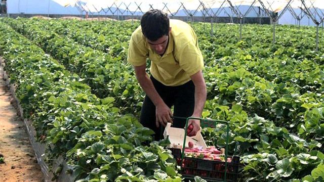 Huelva escapa de nuevo a una subida generalizada del paro gracias al campo