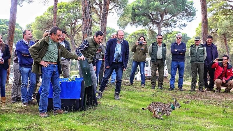 Moreno aboga por la protección del lince ibérico desde una perspectiva social, económica y medioambiental