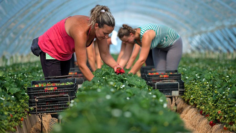 UPA ofrece empleo en la campaña de 'berries' a quien no trabaje por culpa del coronavirus
