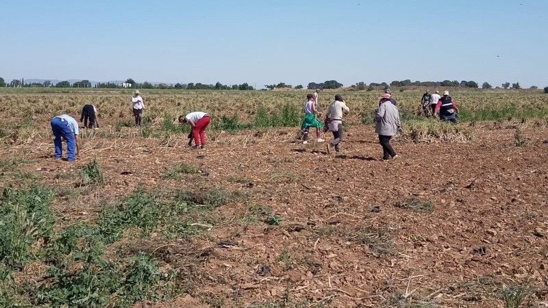 Desestiman la demanda por despido de cuatro temporeras que denunciaron abusos