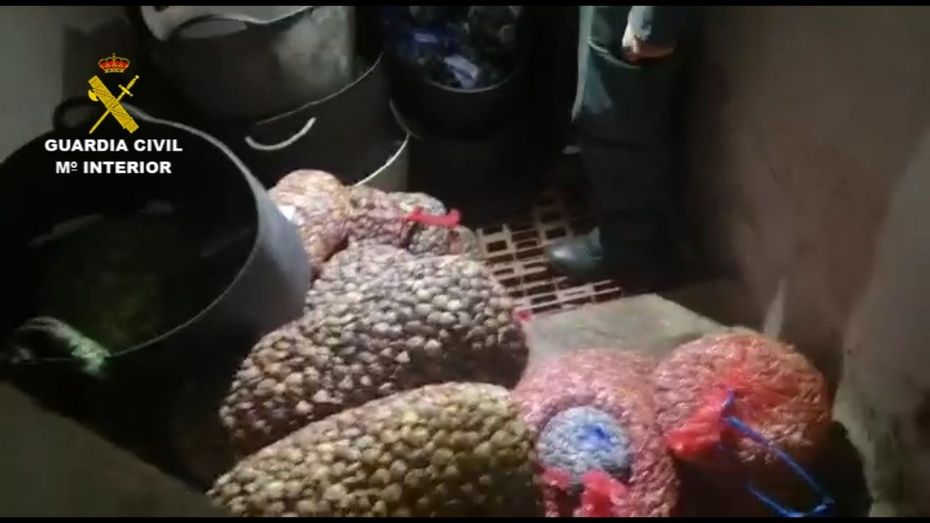 Intervienen 451 kilos de almejas y coquinas clandestinas ocultas en un zulo en Isla Cristina