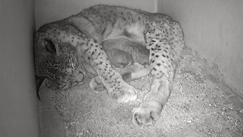 Muere por septicemia uno de los linces nacidos este mes en el centro de cría de El Acebuche