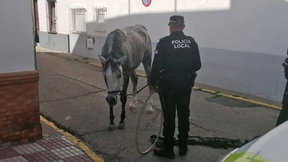 Un caballo desbocado pone en riesgo a los conductores de la A-483