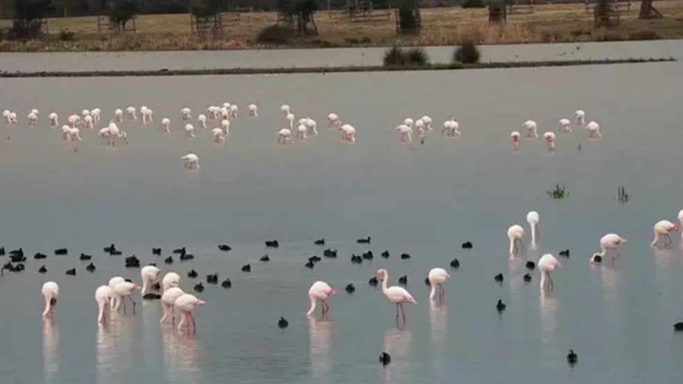 Denuncian que la Ley de Regadíos de la Junta es una 'sentencia de muerte' para Doñana