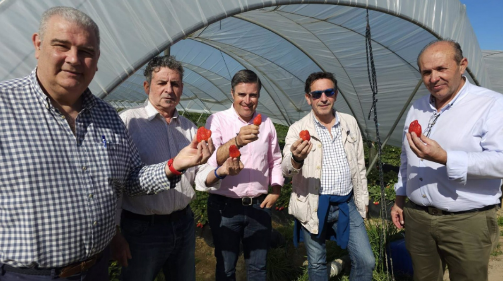 Este año habrá un 30% menos de fresas, arándanos y frambuesas