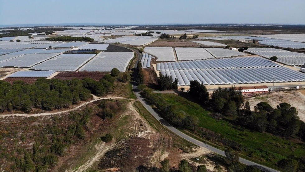 Ecologistas lamentan el 'nuevo intento' para 'legalizar y recompensar a las explotaciones que expolian Doñana'