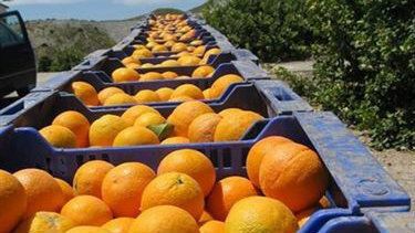 Los trabajadores de Riotinto Fruit piden a Trabajo se pronuncie pronto sobre sus derechos