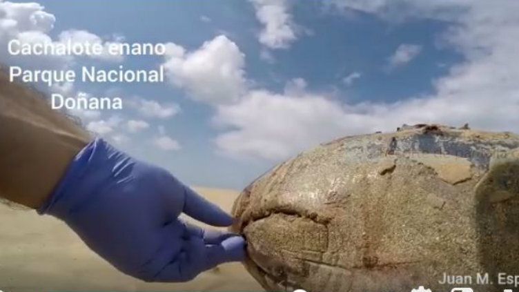 Tres varamientos esta semana en la costa del Espacio Natural de Doñana