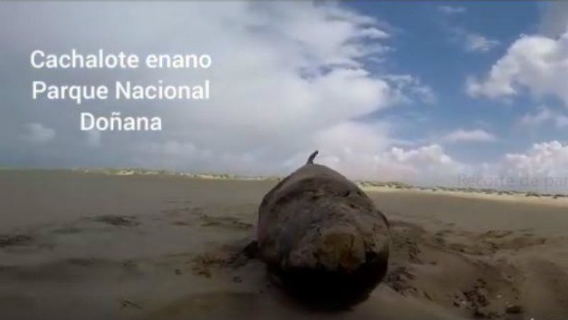 Tres varamientos esta semana en la costa del Espacio Natural de Doñana