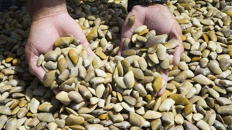 La Junta adelanta quince días la veda de la coquina para minimizar el impacto del COVID-19 en las ventas