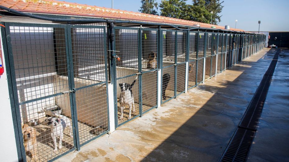 El Centro Municipal de Atención Animal deja de recibir las visitas de los voluntarios pero mantiene las del veterinario