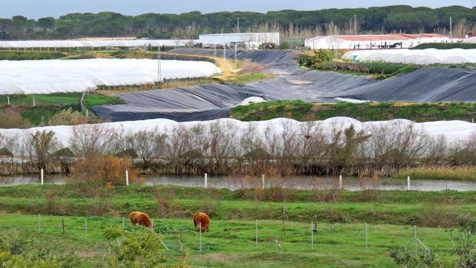 WWF avisa del 'incumplimiento' del 'Plan de la Fresa' y presenta medidas urgentes para Doñana
