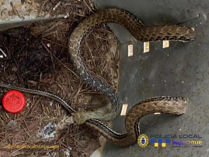 Capturan una culebra en La Monacilla tras la alarma generada entre los vecinos