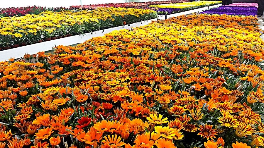 Diputación pone en marcha una nueva campaña de plantas de temporada destinada a municipios menores de 20.000 habitantes