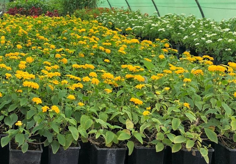 Diputación pone en marcha una nueva campaña de plantas de temporada destinada a municipios menores de 20.000 habitantes