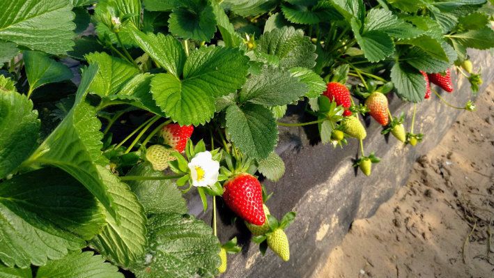 Necesitan 30 recolectores de fresa en una finca de Moguer