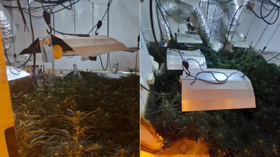 Cuatro detenidos y más de 1.000 plantas de marihuana intervenidas tras varios registros en Huelva capital