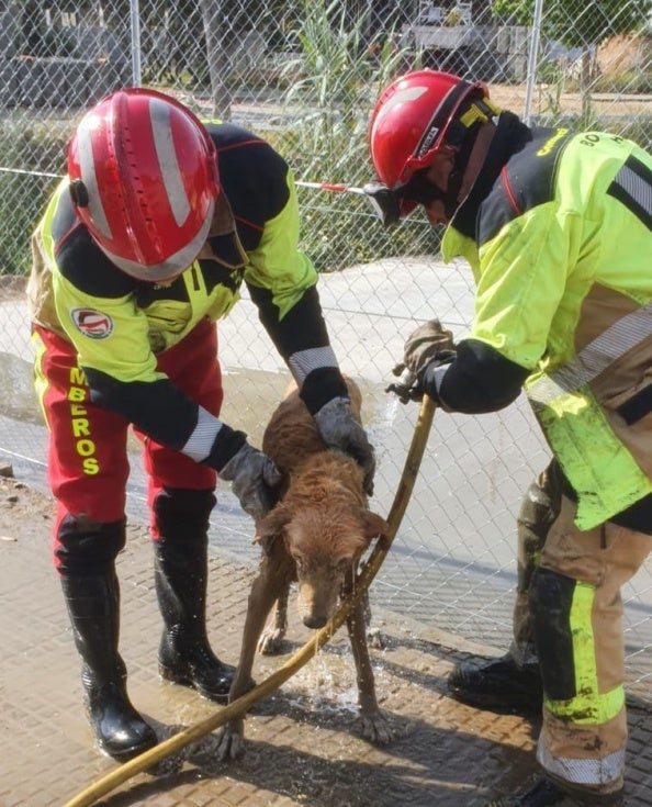 Efectivos de bomberos rescatan a un perro que había quedado atrapado en un barrizal