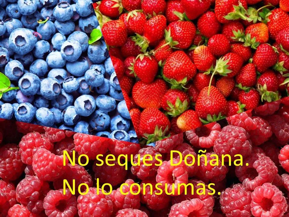 Promueven un boicot contra los frutos rojos de Huelva como 'castigo' a la nueva ordenación de regadíos para Doñana